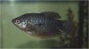 Gouramis_20080412_003.jpg