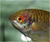 Gouramis_20080412_001.jpg