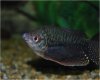 Gouramis_20080412_004.jpg