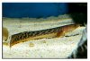 april25bichir3.jpg