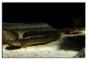 april25bichir1.jpg