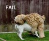 DoghouseFail2.jpg