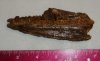 Cimolichthys jaws.jpg