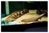 may24bichir2.jpg