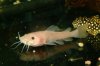 Phractocephalus%20hemiliopterus_albino_black%20eyes-001.jpg