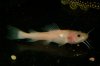 Phractocephalus%20hemiliopterus_albino_black%20eyes-002.jpg