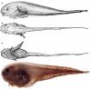 snailfish.JPG