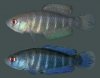 Killifish.JPG