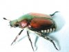 japanese_beetle_adult.jpg