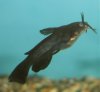 black%20bullhead.jpg