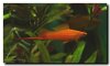 Swordtail 1.jpg