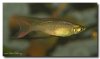 Threadfin Rainbow 7.jpg