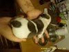 1 day old 026.jpg