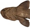 deepwatercatshark.JPG