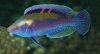 Wrasse.jpg