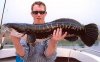 giant%20snakehead1.jpg