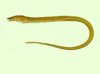 Pisodonophis boro rice paddy eel.jpg