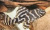 L270-hypancistrus sp. chocolate zebra.jpg