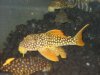 Plecos 012.jpg