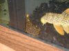 Plecos 009.jpg