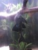 pleco fantastic on branch.jpg