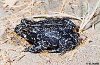 black toad bufo exsul..jpg