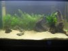 New 40 aquascape 002.jpg