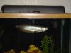 My Arowana05.JPG