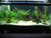 New 40 aquascape 004.jpg