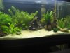 New 40 aquascape 005.jpg