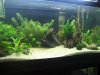 New 40 aquascape 006.jpg