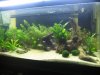 New 40 aquascape 007.jpg