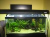 New 40 aquascape 008.jpg