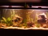 55 gallon cichlid.jpg