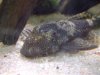 Male Big Marble Bushy Nose Pleco2760.jpg