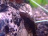 Bushy Nose Pleco Baby Male .jpg