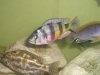 fishphotos 012.jpg