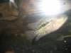 new fish pics 004.jpg