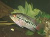 new fish pics 007.jpg