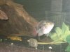 new fish pics 009.jpg