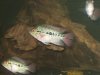 new fish pics 011.jpg