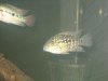 new fish pics 013.jpg