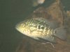 new fish pics 014.jpg