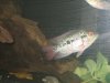 new fish pics 015.jpg