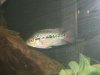 new fish pics 016.jpg