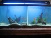 new fish pics 018.jpg