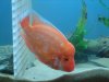 new fish pics 019.jpg