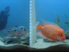 new fish pics 022.jpg