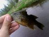 green sunfish.jpg