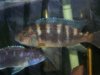 fish in the shed 055.jpg